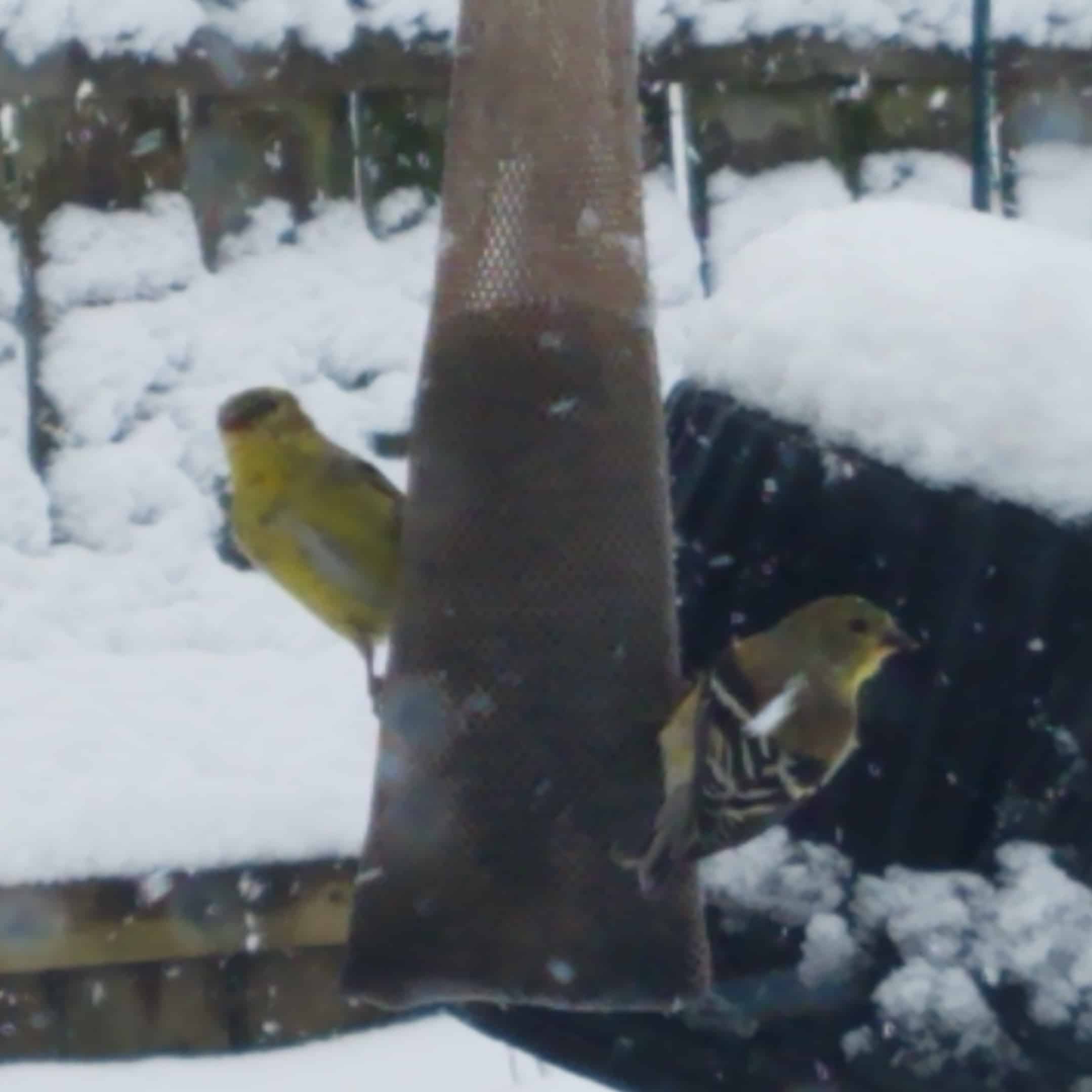 Two small yellow birds perch on a brown mesh bird feeder, surrounded by snow-covered surfaces in the background.