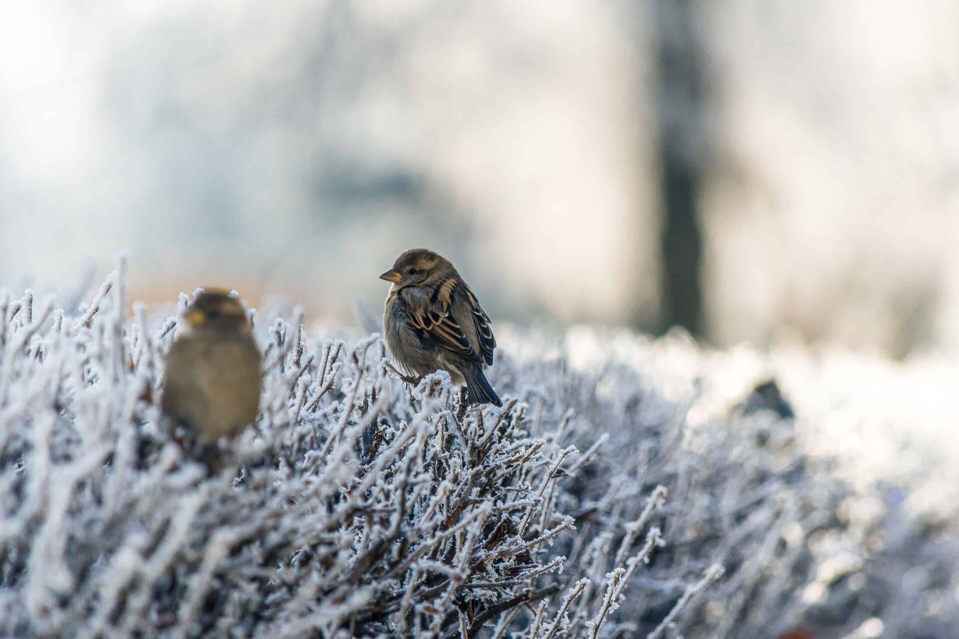 Two small birds perch on frost-covered branches with a soft, blurred background, creating a peaceful winter scene.