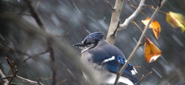 A blue jay with ruffled feathers perches on a branch in the rain, surrounded by bare twigs and a few yellow leaves. Rain streaks diagonally across the soft, blurred background.