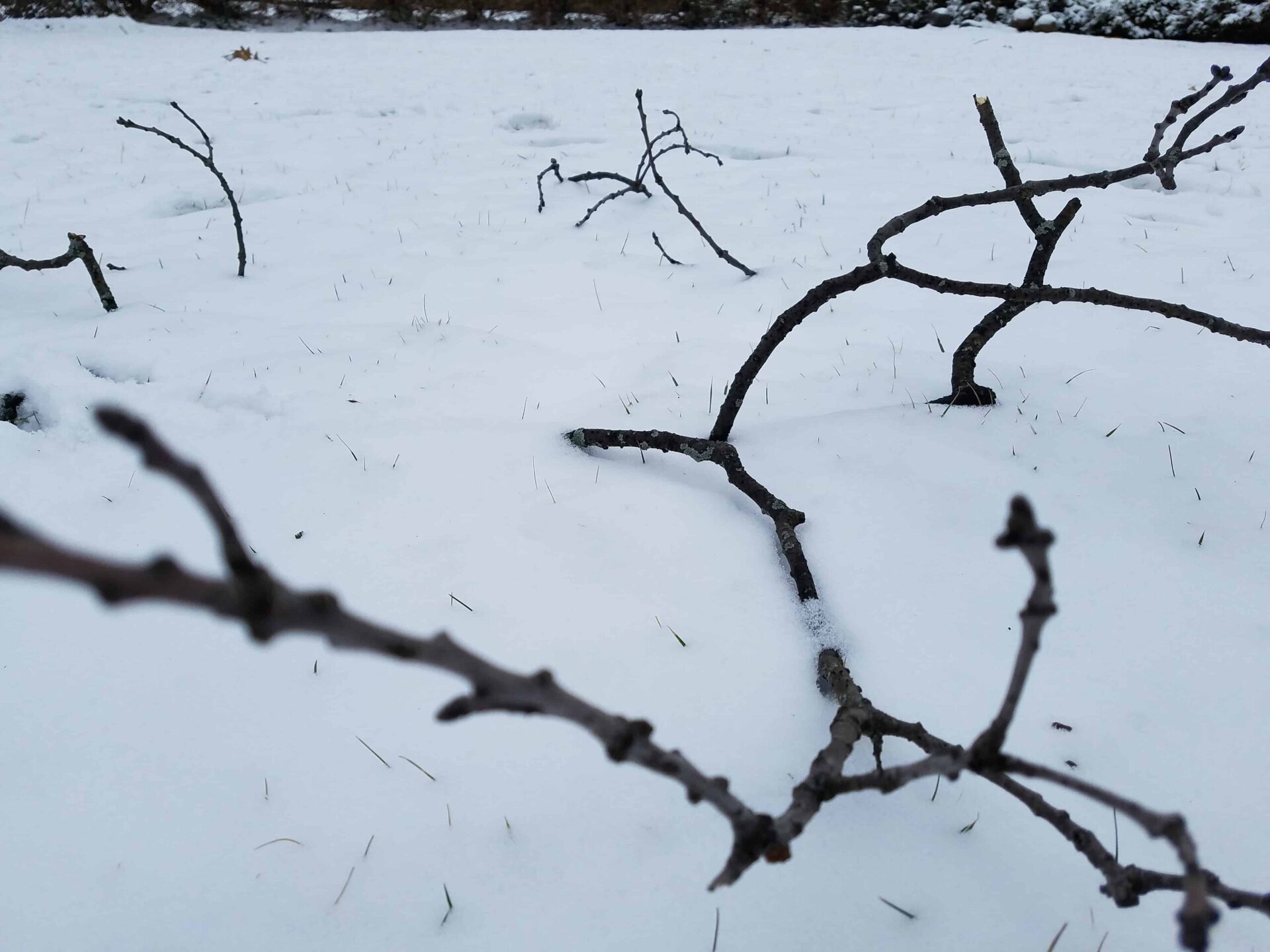 Bare tree branches protrude from the snowy ground, with a blurred branch in the foreground. The scene looks cold and wintry, with a white snow-covered field and sparse vegetation.