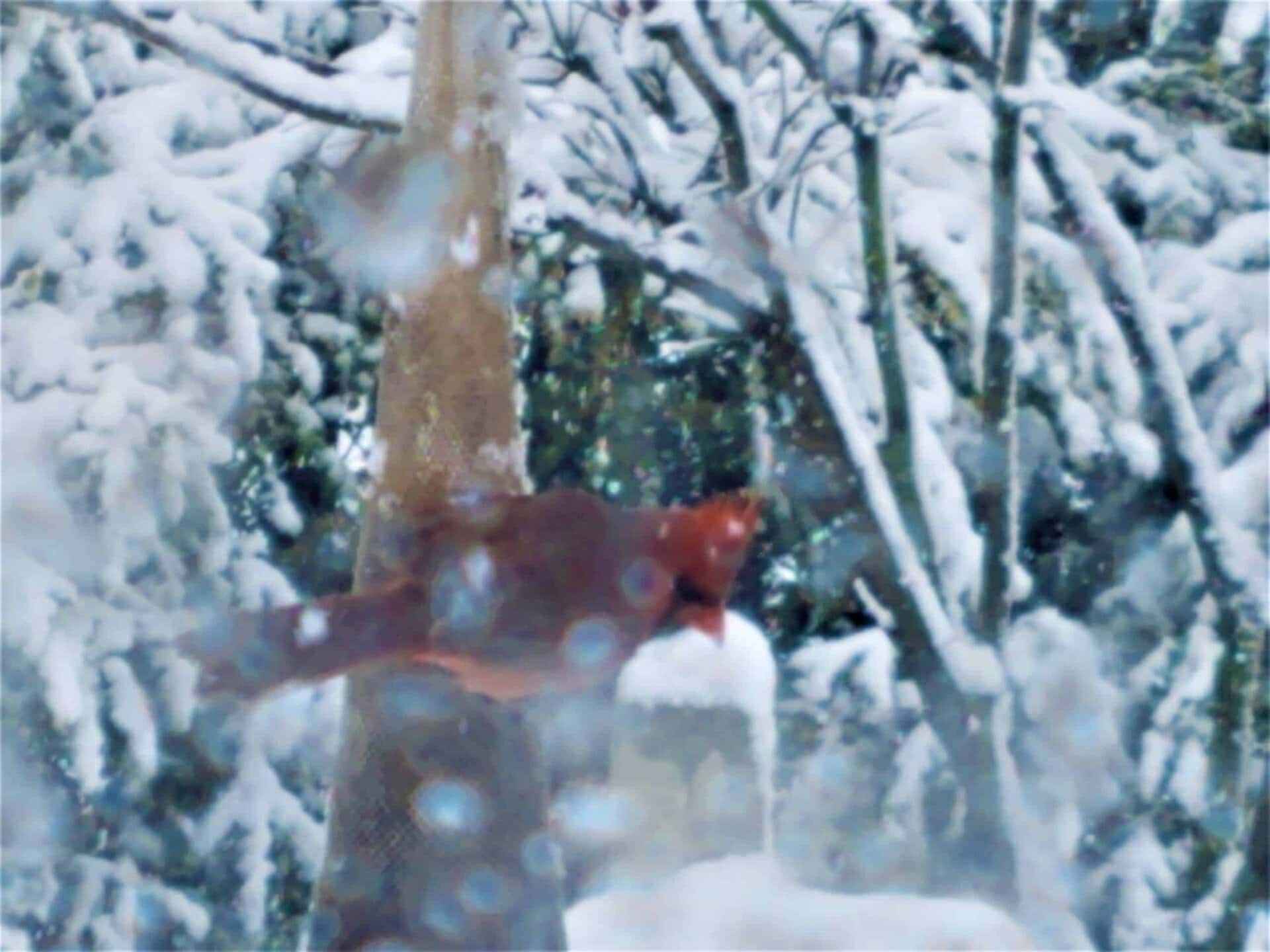 A red cardinal perches on a snow-covered branch with snowy trees in the blurred background. Water droplets are visible on the camera lens.