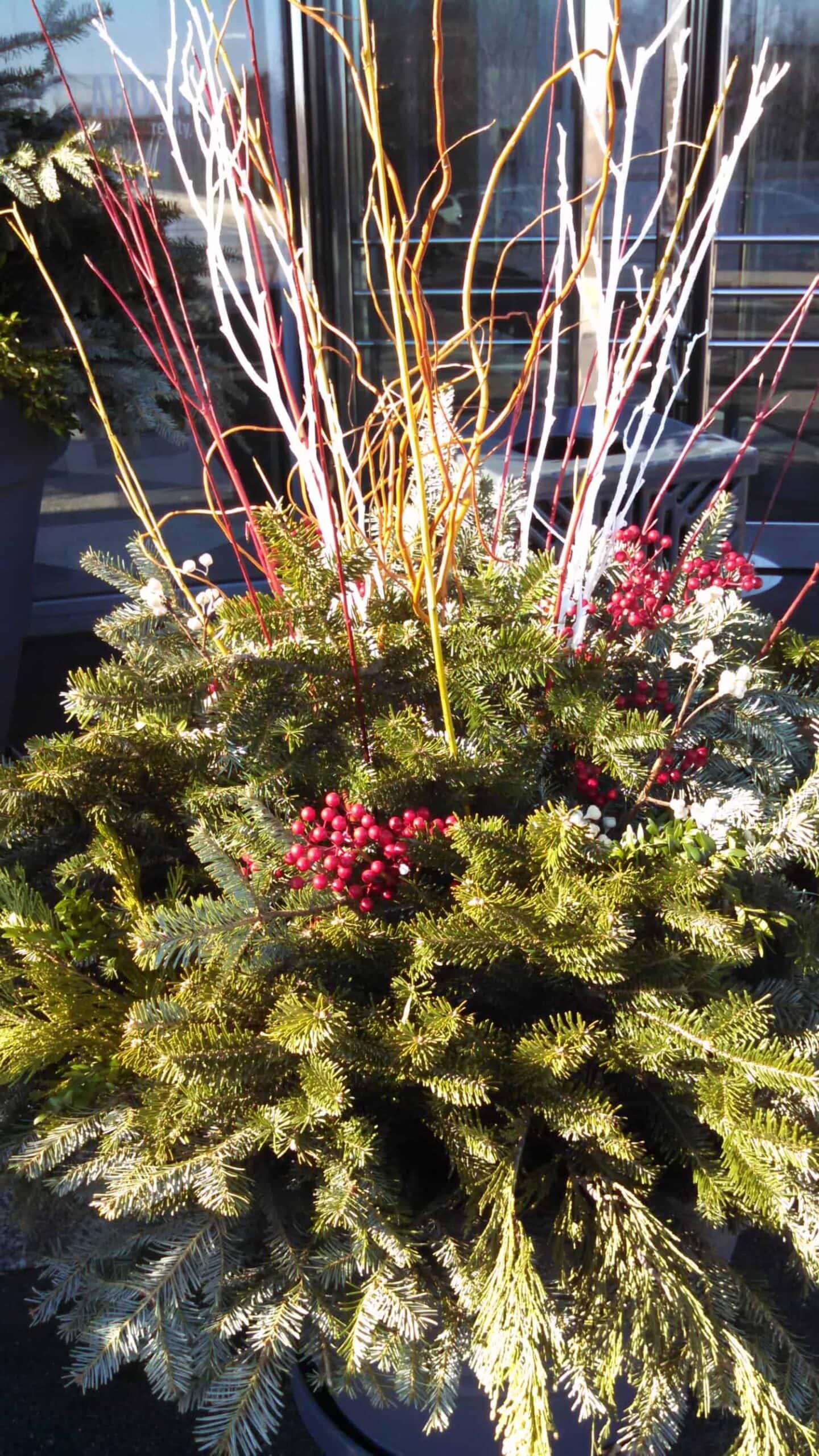 A festive outdoor arrangement of pine branches, red berries, and tall decorative twigs in white, yellow, and red, displayed in sunlight in front of a window.
