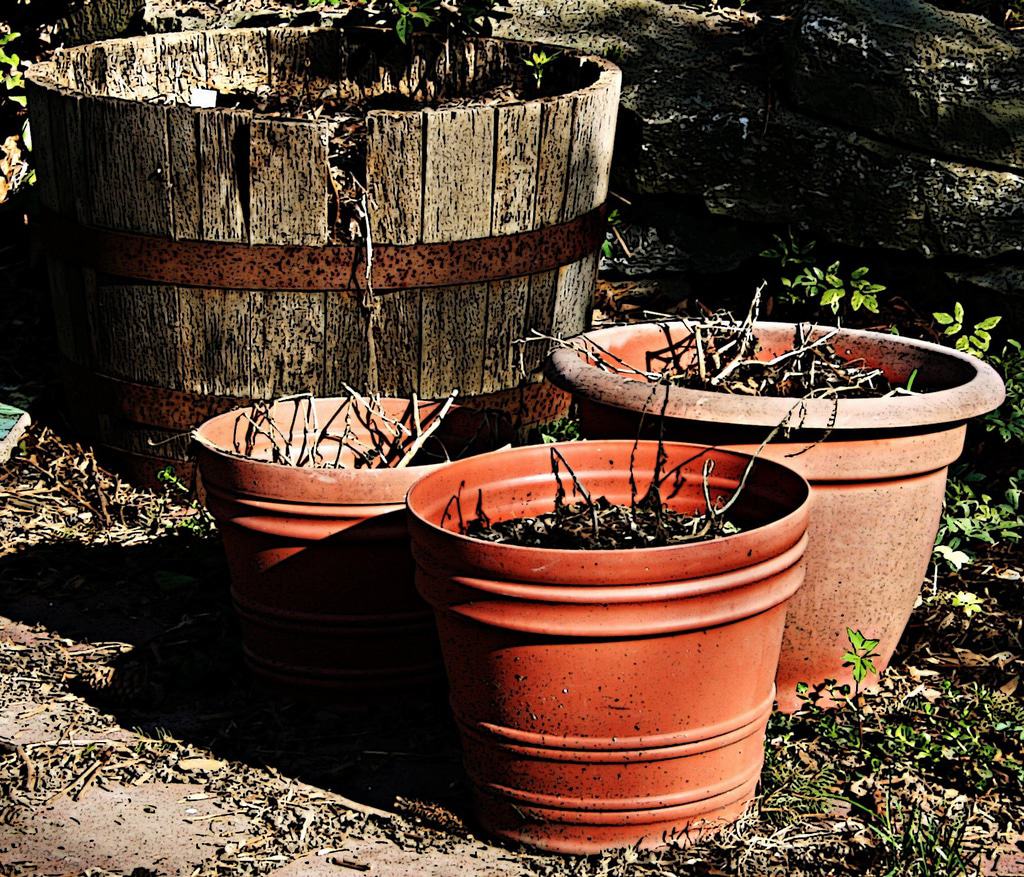 Three empty terracotta pots and one large wooden planter contain dry soil and dead twigs, set outdoors on a garden path with some weeds and stones visible in the background.