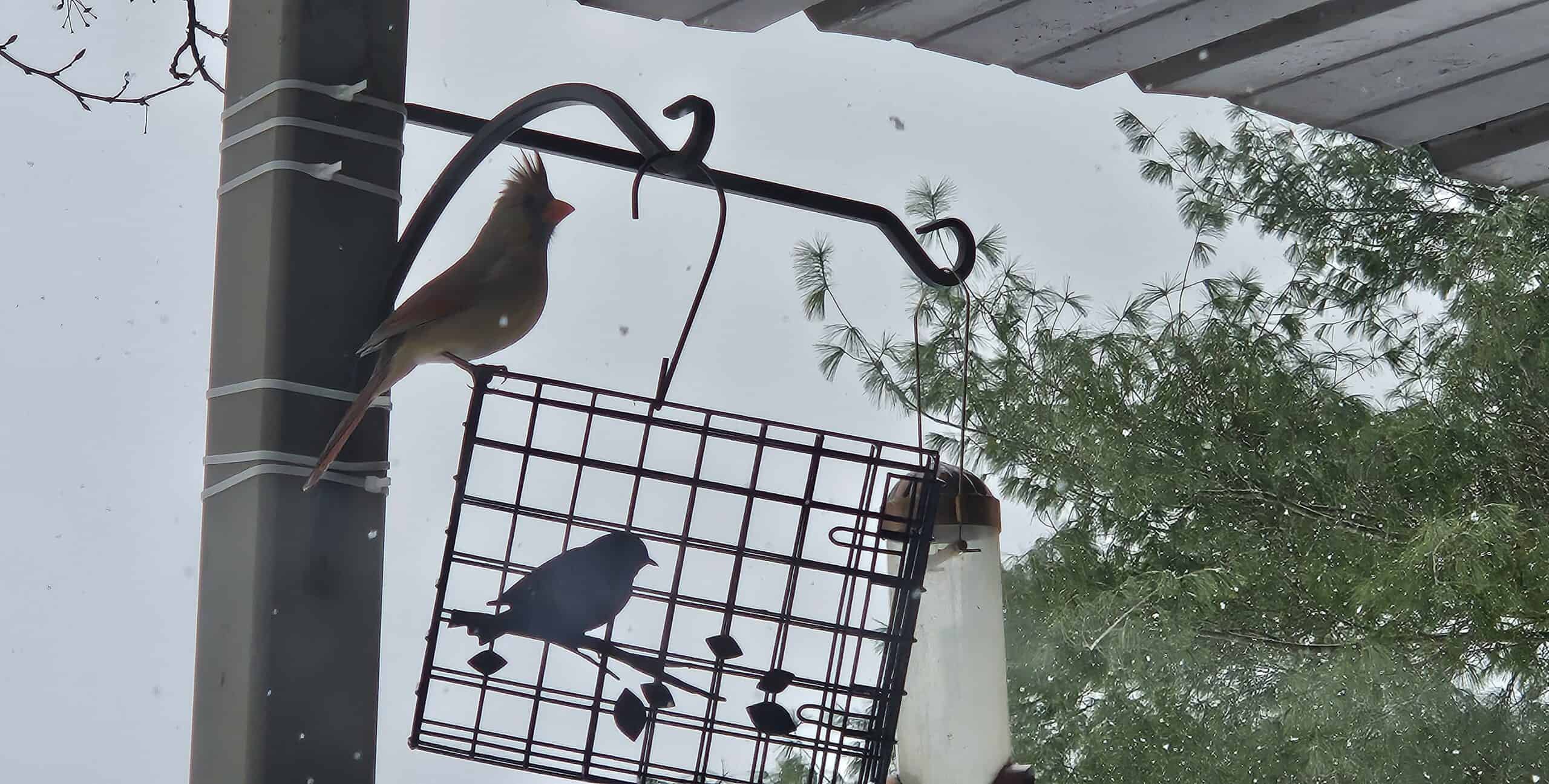 A female cardinal with a crest perches on a metal pole beside a suet feeder, with snow falling and pine branches visible in the background.