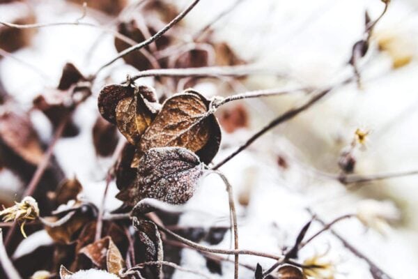 Close-up of brown, frosted leaves and thin branches in winter, with a soft, blurred background of snow and more faded foliage.