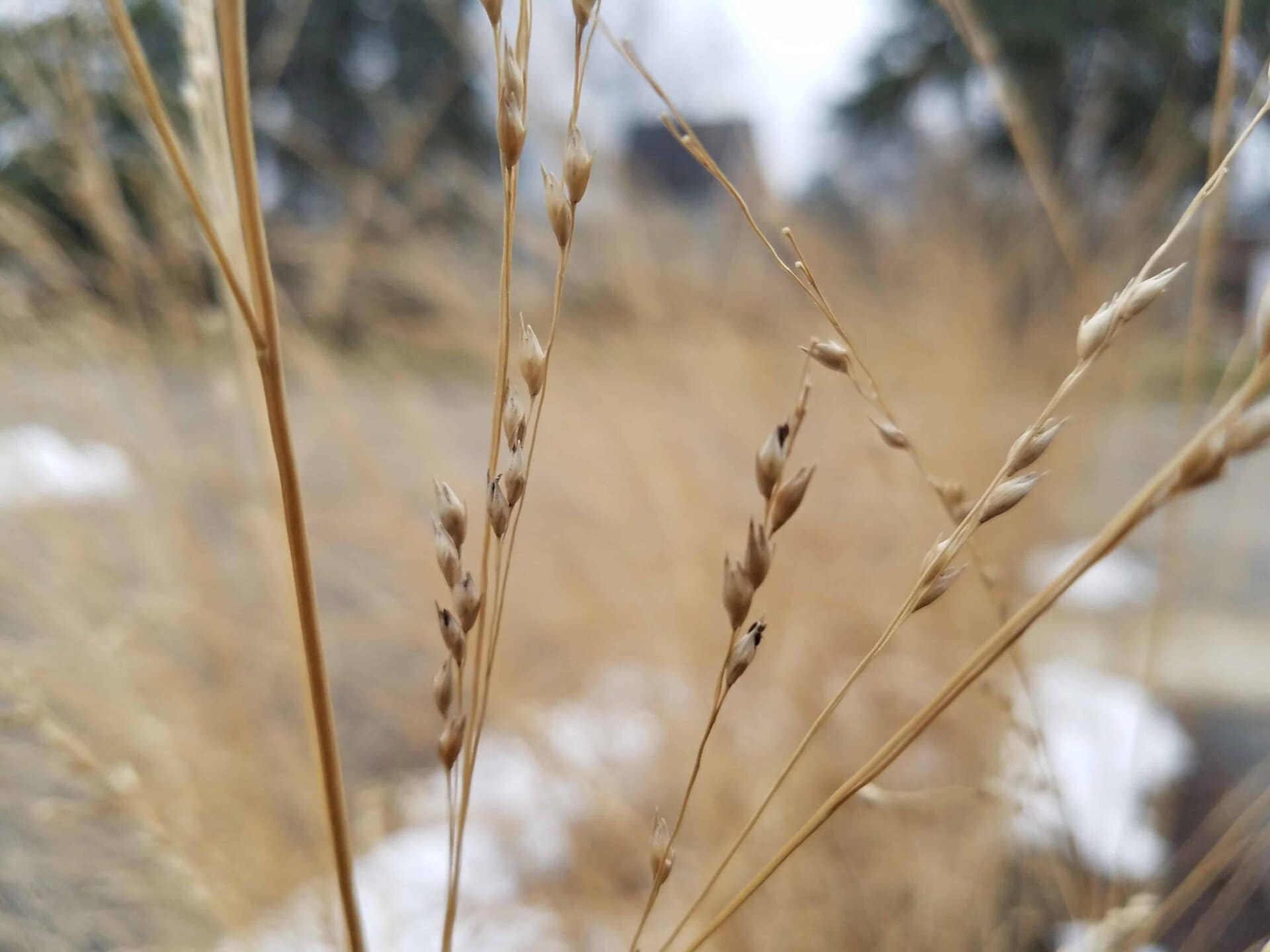 Close-up view of dry grass stalks with a blurred background, showing more dry grass, some patches of snow, and trees in the distance.