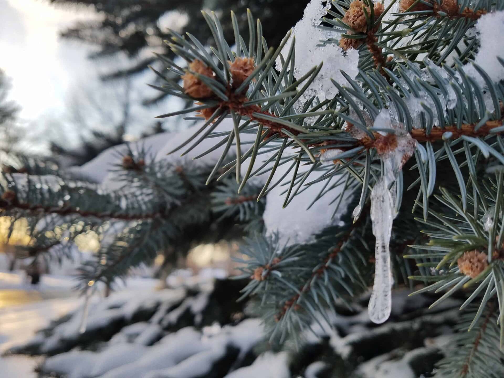 Close-up of a pine tree branch with snow and a small icicle hanging from the needles. The background shows more snow-covered branches and a soft, blurry winter landscape.