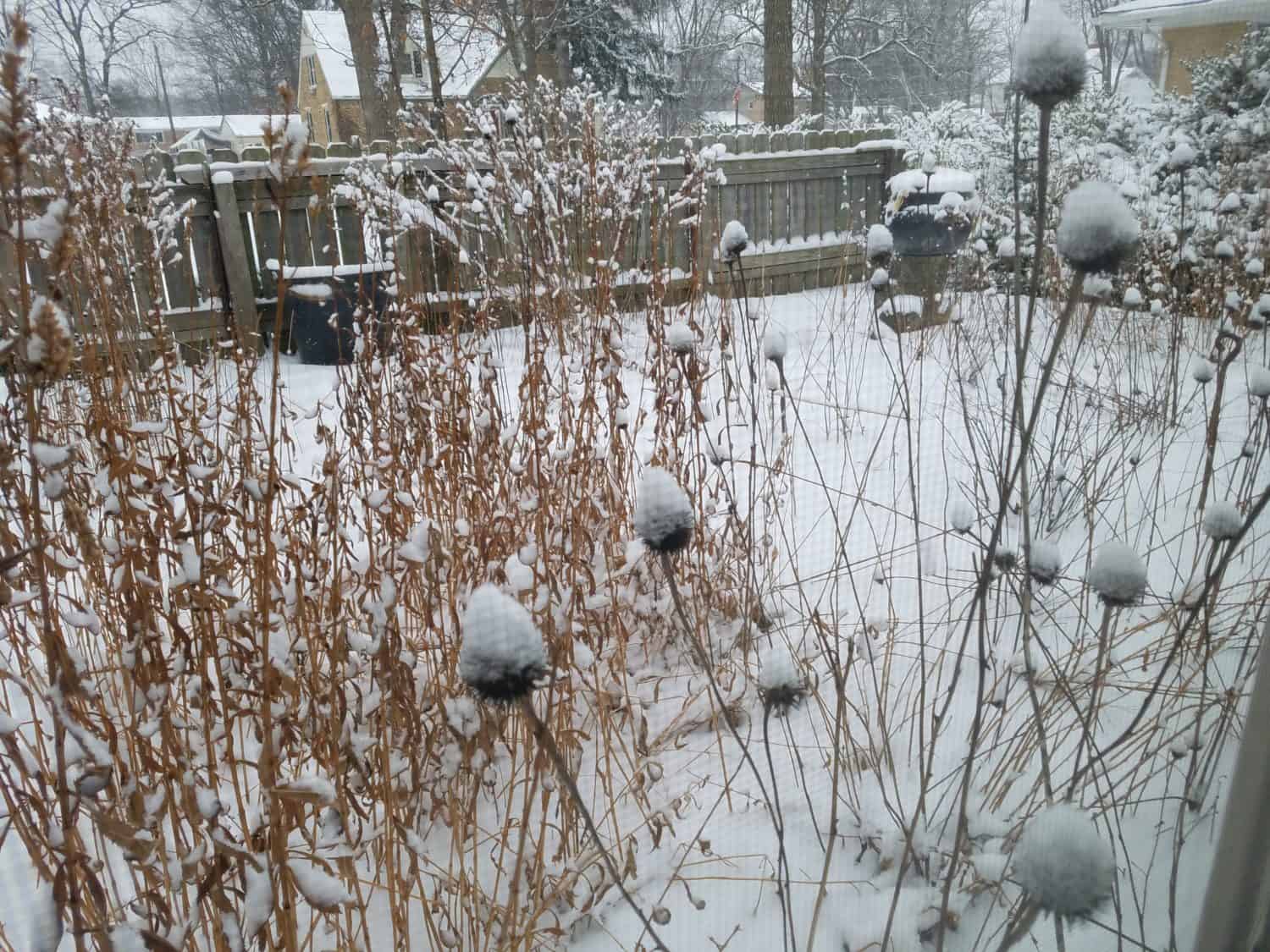 A snowy backyard with dry plants covered in snow, a wooden fence, trees, and houses in the background. The ground and branches are blanketed in fresh white snow.