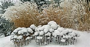 Snow-covered shrubs and tall dried grasses in a winter garden, with trees in the background. The scene is peaceful and natural, showcasing a landscape blanketed in fresh white snow.