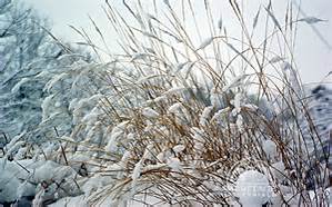 Snow-covered tall grasses bend in the wind, surrounded by a wintry landscape with trees and sky in the background.