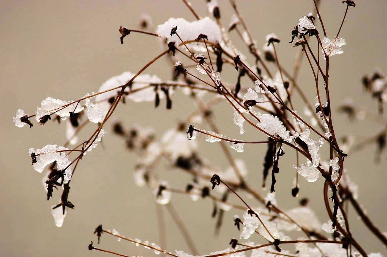 Thin, brown plant stems with small dried flowers are covered in patches of snow and ice against a soft, blurred background. The winter scene highlights the contrast between the delicate branches and frozen elements.