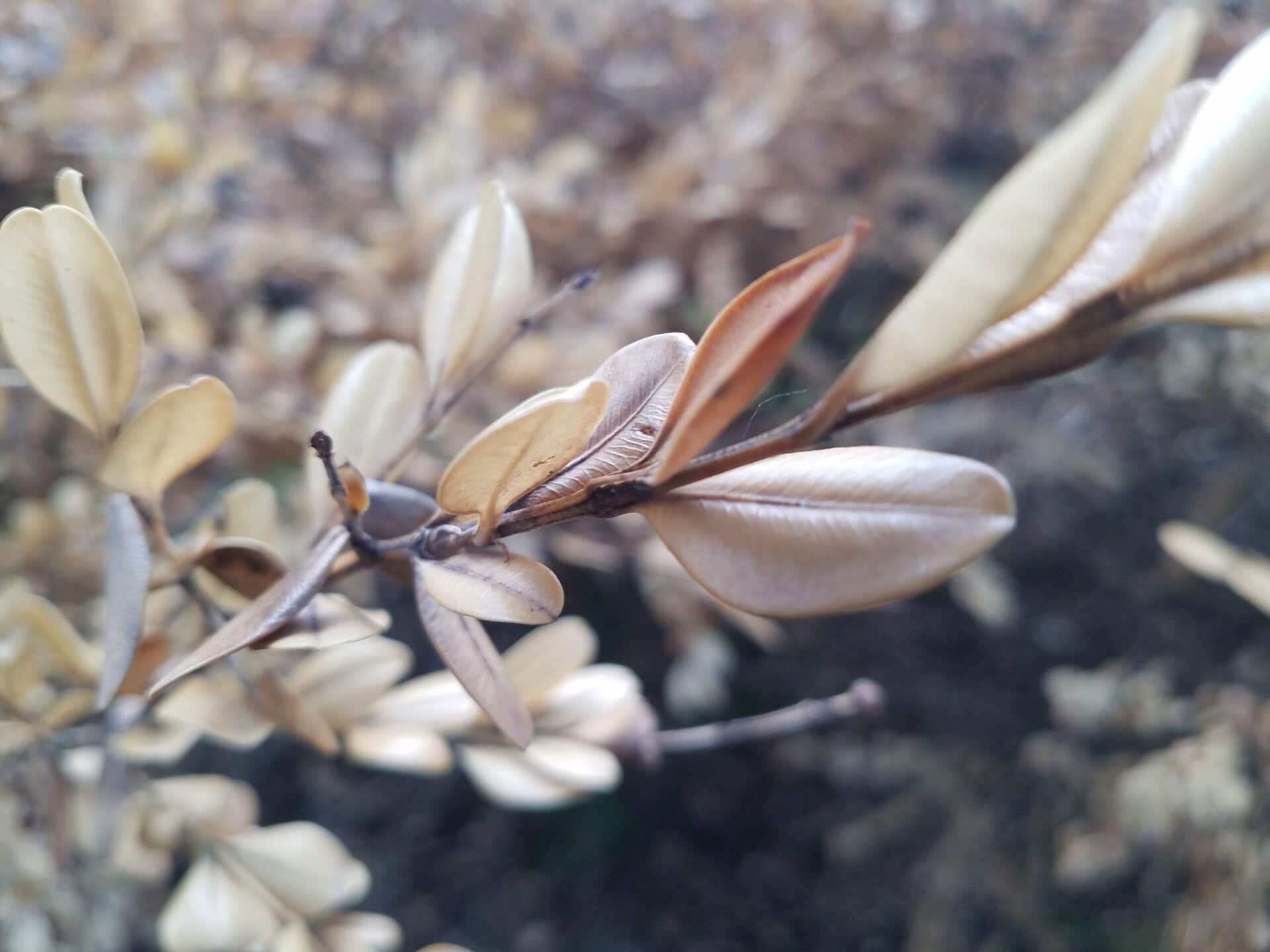Close-up of pale, dried leaves on a branch, with a blurred background of more similar foliage, creating a brown and beige color palette.