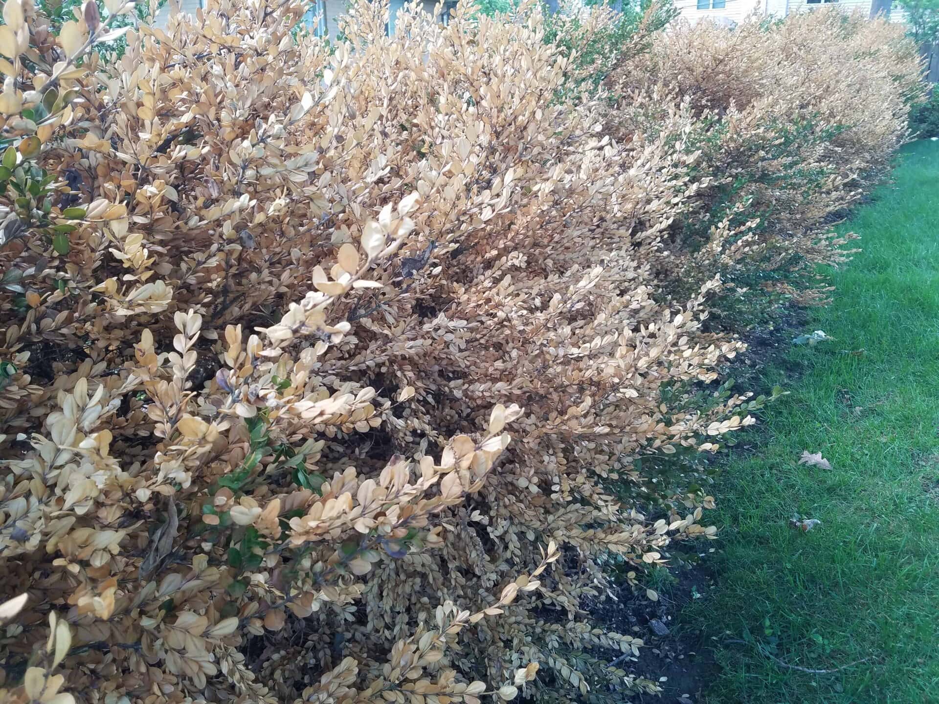 A row of bushes with brown, dried leaves lines the edge of a green lawn, indicating the shrubs are unhealthy or dying.