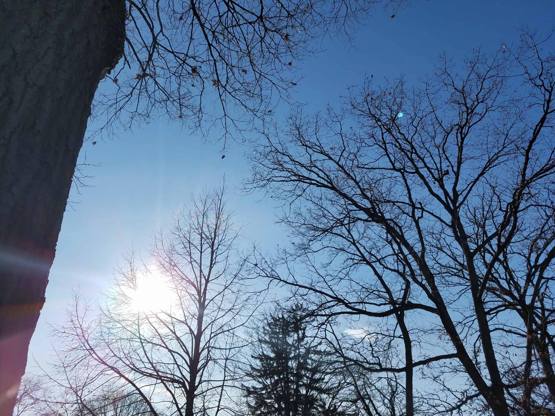 Bare trees with leafless branches stretch toward a clear blue sky. The sun shines brightly near the left side, creating a lens flare across the image. A large tree trunk is visible on the left.