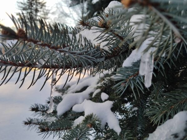 Close-up of snow-covered evergreen branches with icicles hanging down, set against a snowy outdoor background and soft sunlight.