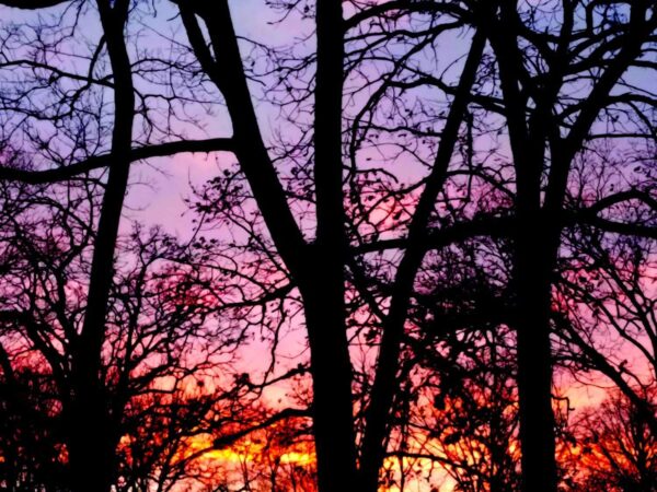 Silhouetted trees with bare branches stand against a colorful sunset sky, featuring shades of pink, purple, orange, and yellow.