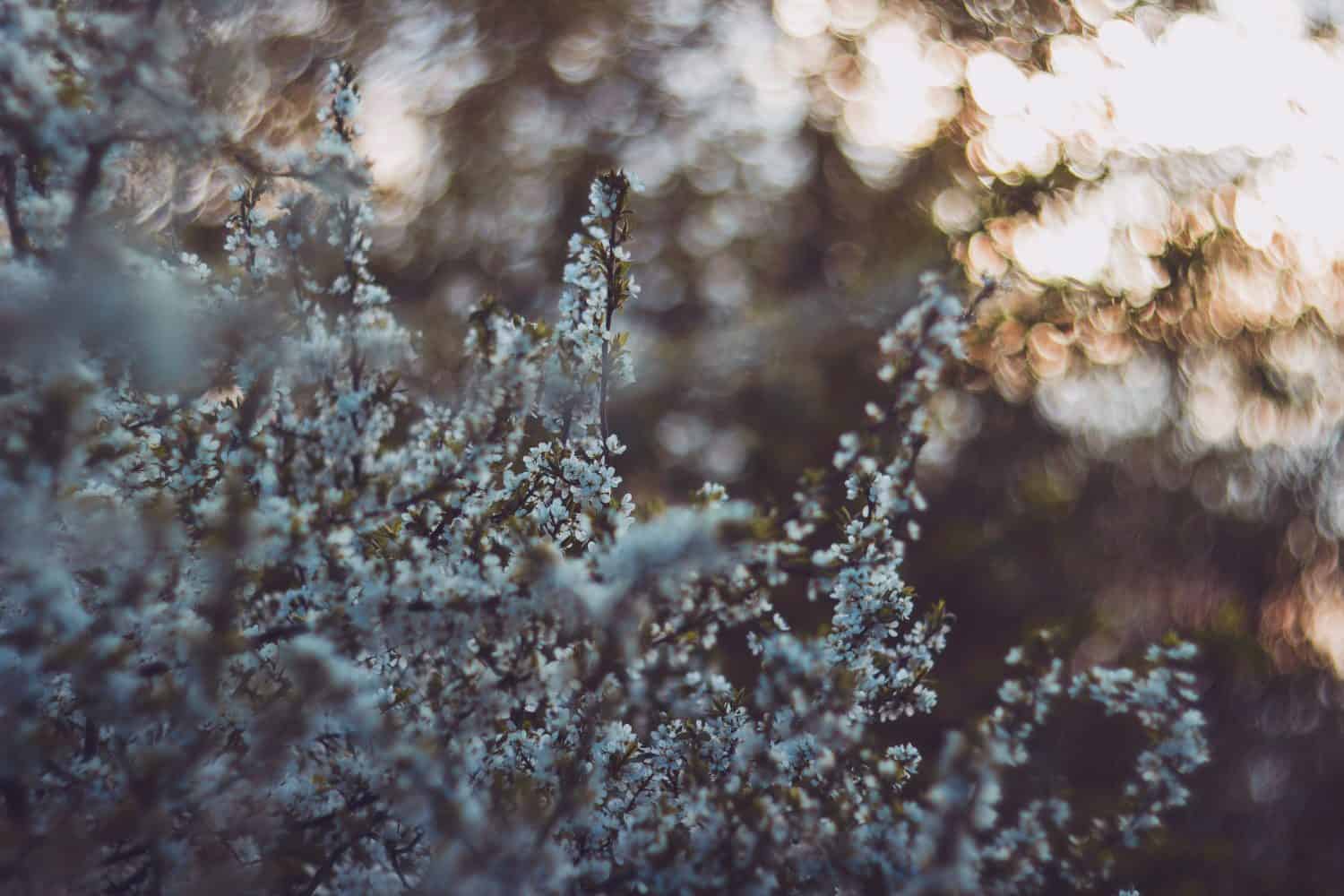 Small white flowers in bloom cover branches in the foreground, with a soft, blurred background of sunlight and trees, creating a dreamy, warm atmosphere.