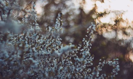 Close-up of white, delicate flowers on thin branches with a blurred background of foliage and warm sunlight. The image has a soft, dreamy atmosphere and focuses on the floral details in the foreground.