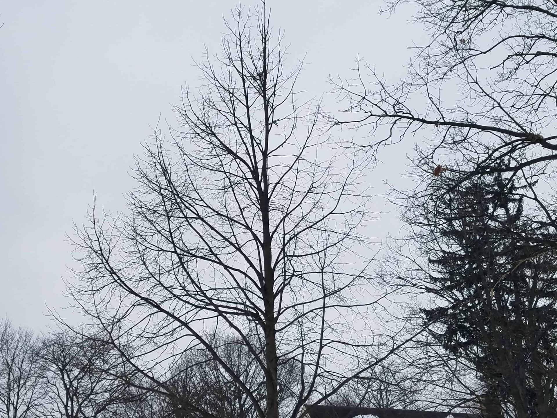 A tall, leafless tree stands against a cloudy gray sky, surrounded by other bare trees in winter. The branches are thin and spindly, creating an intricate pattern.