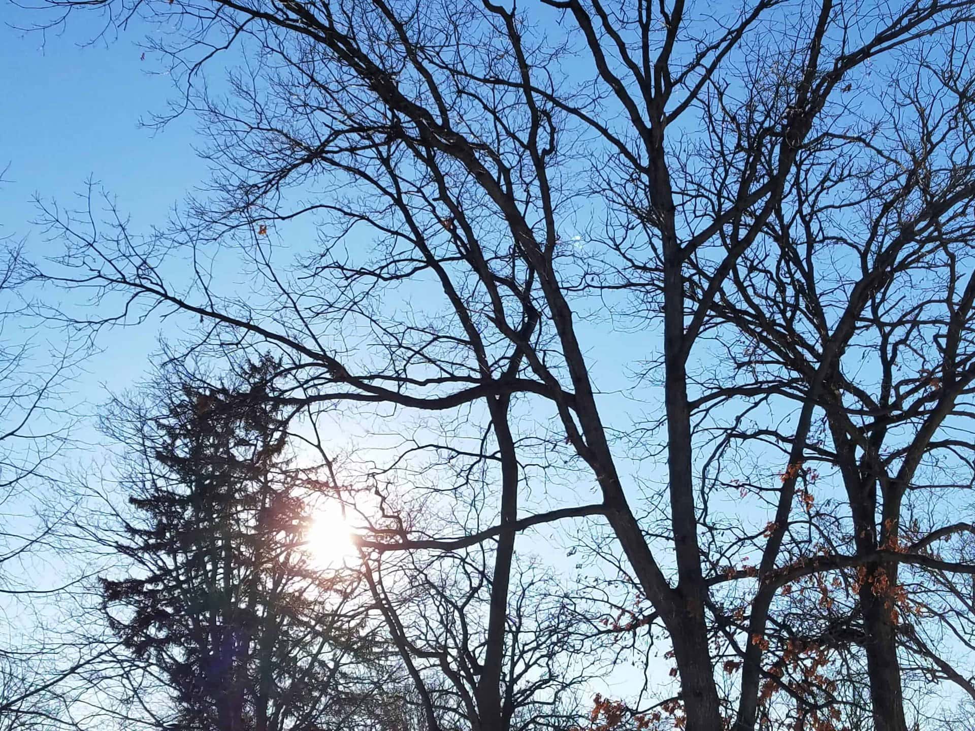 Bare tree branches against a bright blue sky with the sun shining through, creating a silhouette effect. A few evergreen trees are also visible in the background.