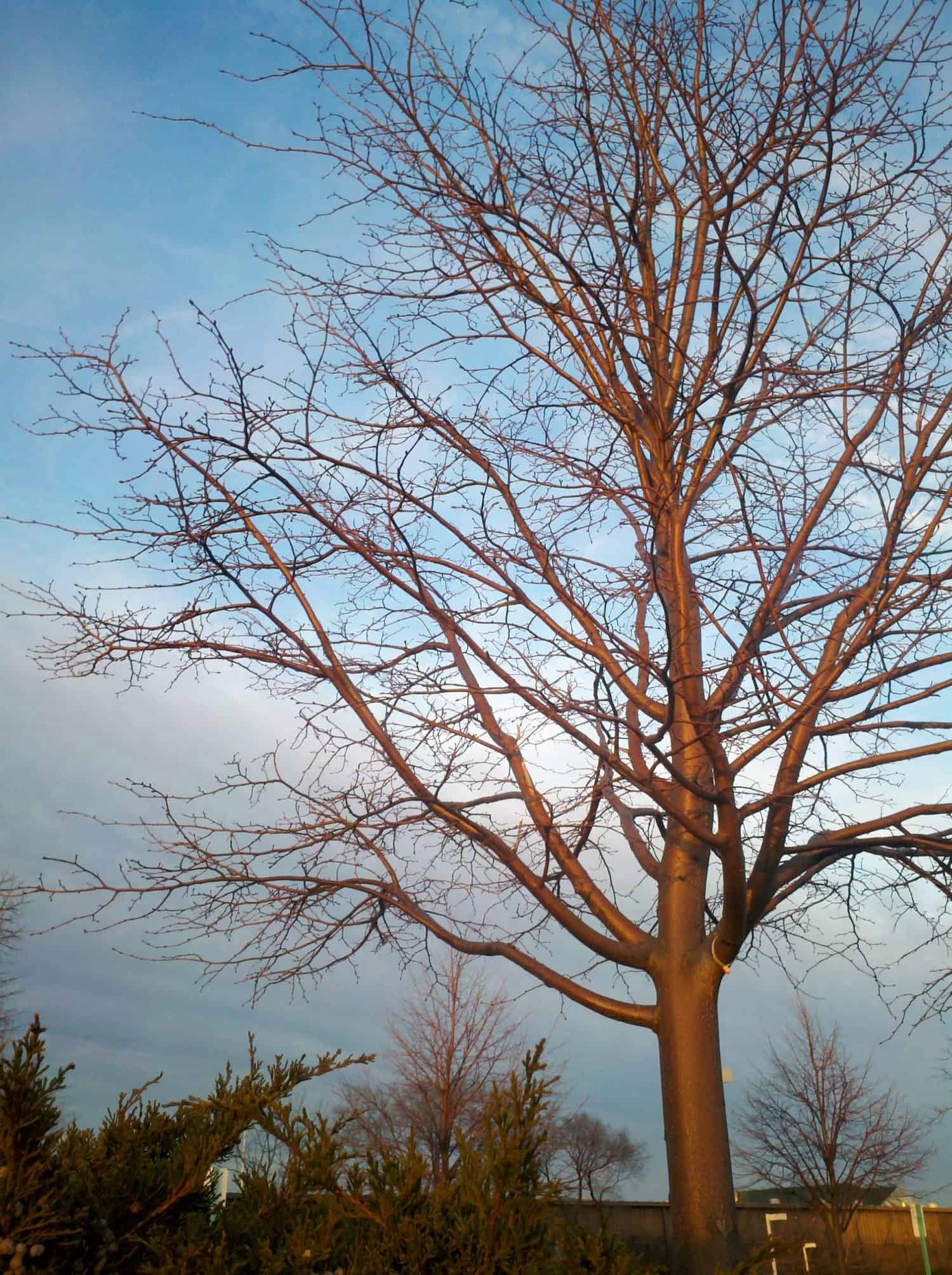 A leafless tree with bare branches stands against a blue sky with wispy clouds. Green bushes are at the base, and other trees are visible in the background.