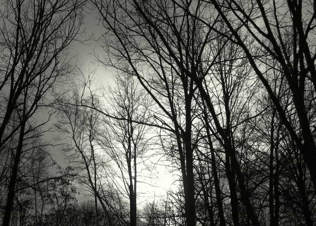Bare tree branches in a forest are silhouetted against a bright, cloudy sky, creating a stark, monochrome scene that emphasizes the intricate patterns of the branches.