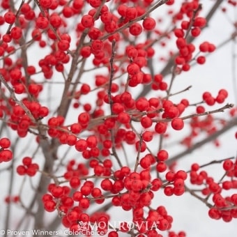 Close-up of leafless branches covered with clusters of bright red berries against a light background.