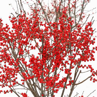 Leafless branches covered in clusters of bright red berries stand out against a white, snowy background.