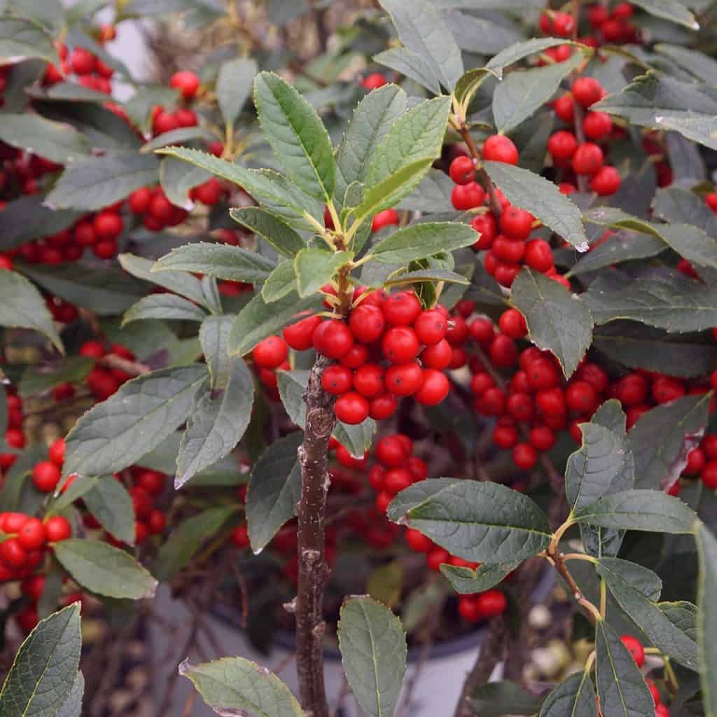 A cluster of vibrant red berries grows on a bush with dark green leaves, set against a blurred background of more foliage.