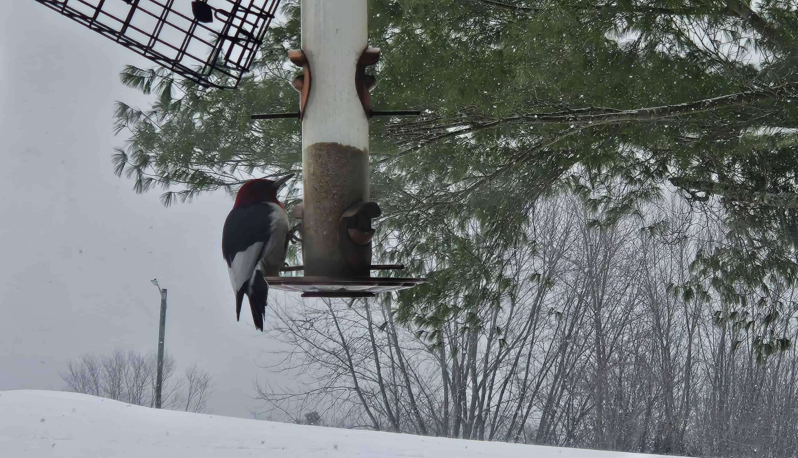 A red-headed woodpecker clings to a tall bird feeder in a snowy backyard, surrounded by pine trees and bare branches under an overcast sky.