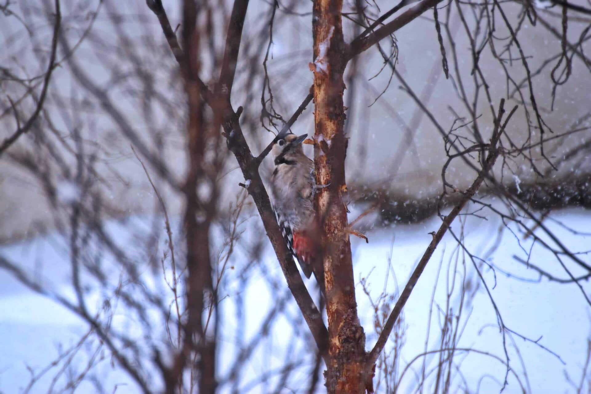 A woodpecker clings to the trunk of a thin, leafless tree in a snowy outdoor setting. The background is blurred, showing more snow and a pale structure.