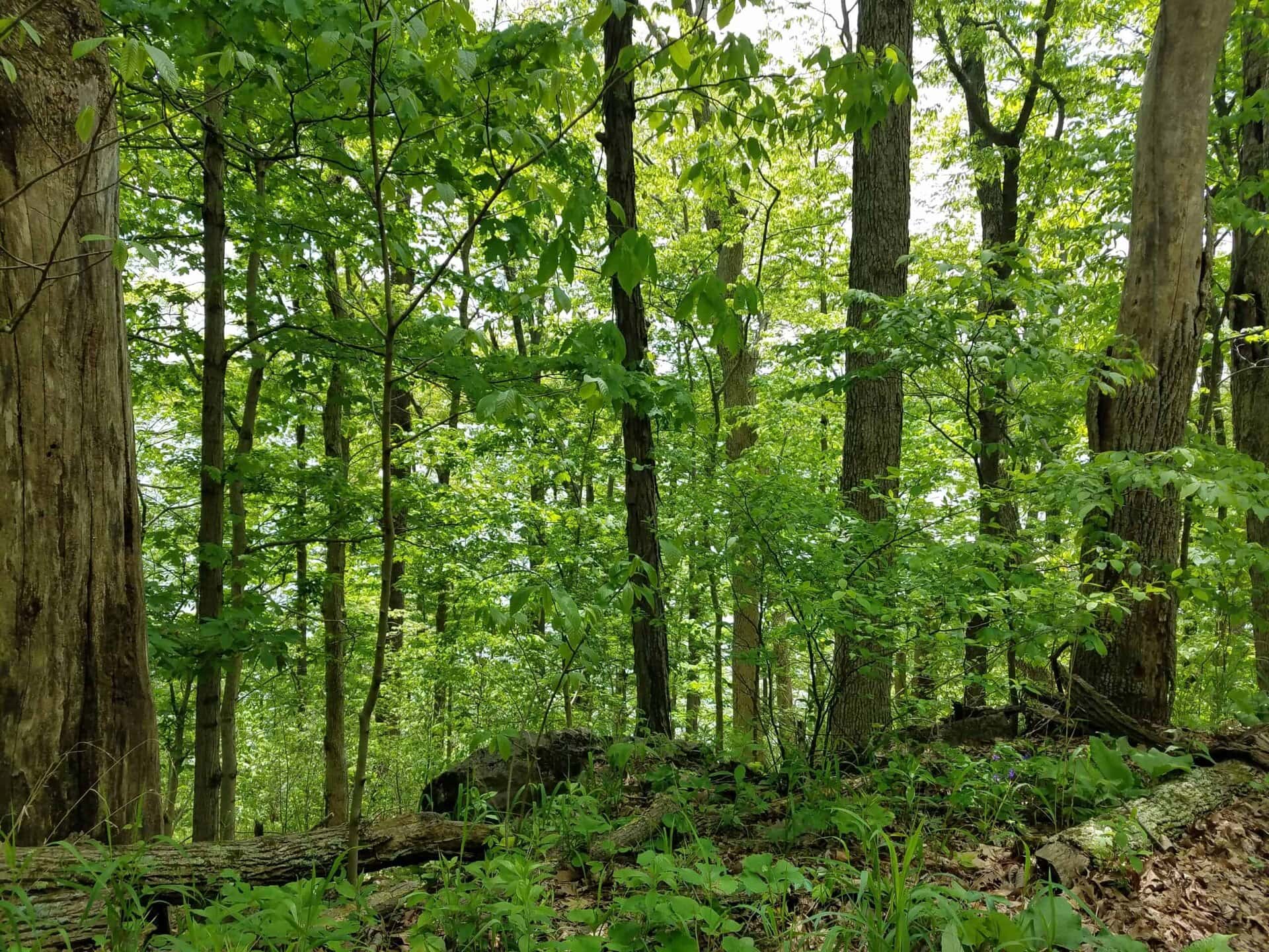 Sunlight filters through dense green foliage and tall trees in a lush forest. The forest floor is covered with plants, leaves, and fallen branches. It is a peaceful, natural woodland scene.