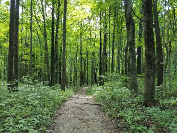 A narrow dirt path winds through a lush, green forest with tall trees and dense undergrowth on a bright, sunny day.