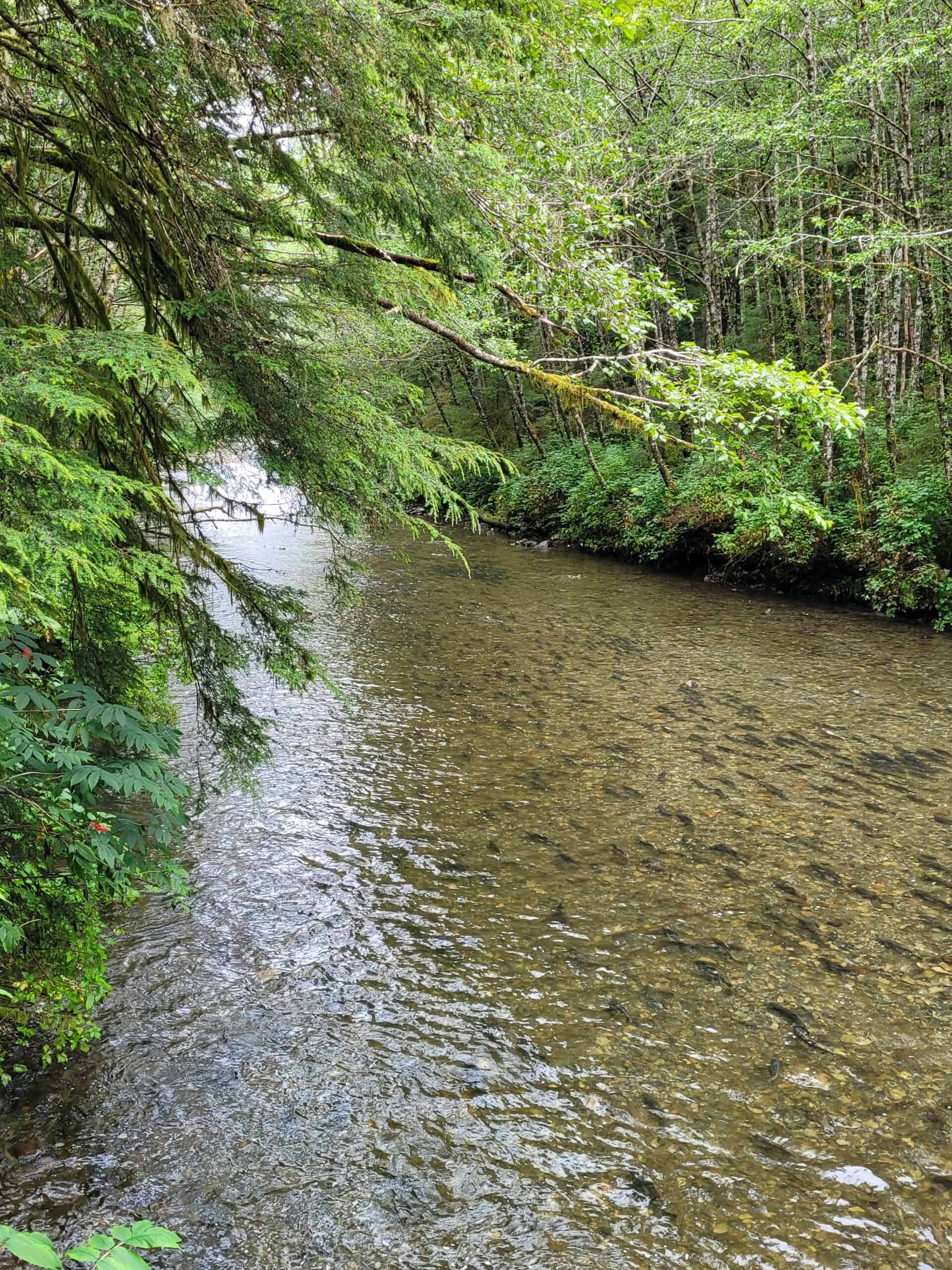 A clear, shallow stream flows through a lush, green forest. Dense trees with leafy branches hang over the water, creating a peaceful, natural scene.