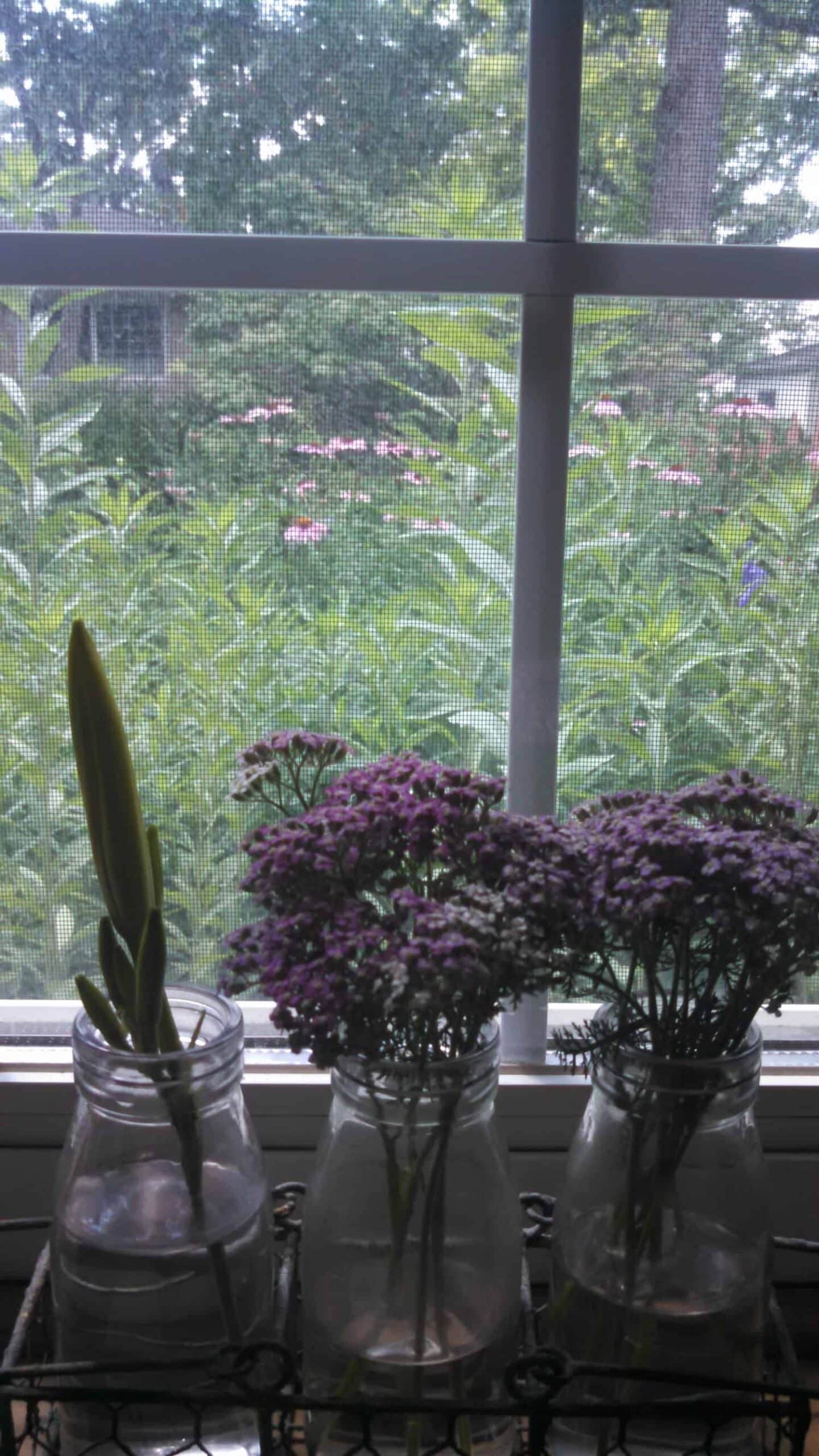 Three glass jars sit on a windowsill. One holds a single closed bud, the others hold clusters of small purple flowers. Outside, green foliage and pink flowers are visible through the window.