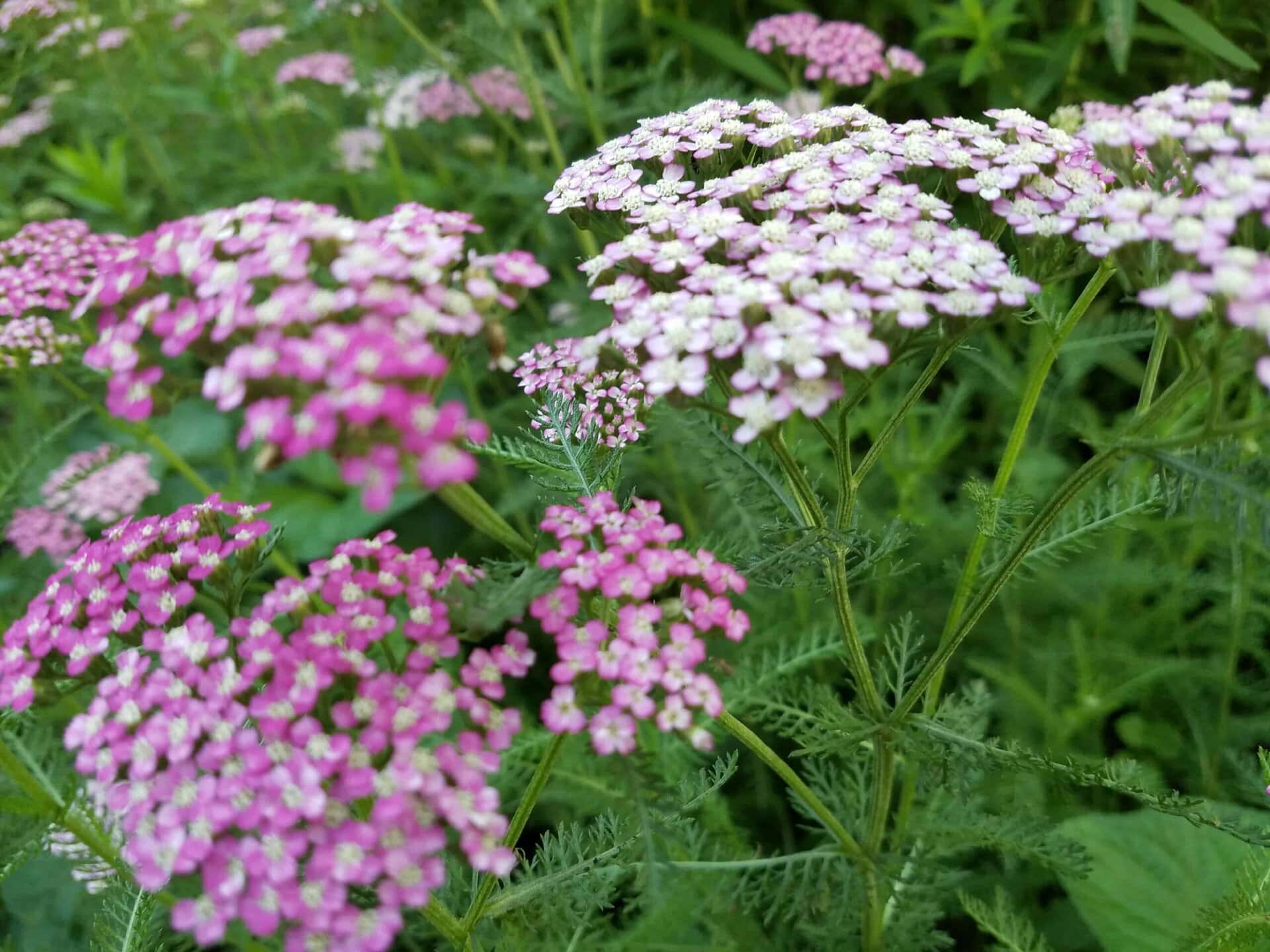 Clusters of small pink and white flowers grow on green, fern-like stems and leaves, with a blurred green background of foliage.