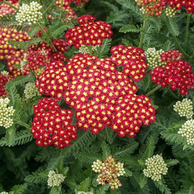 Clusters of bright red yarrow flowers with small yellow centers are surrounded by fern-like green leaves and buds in various stages of bloom.