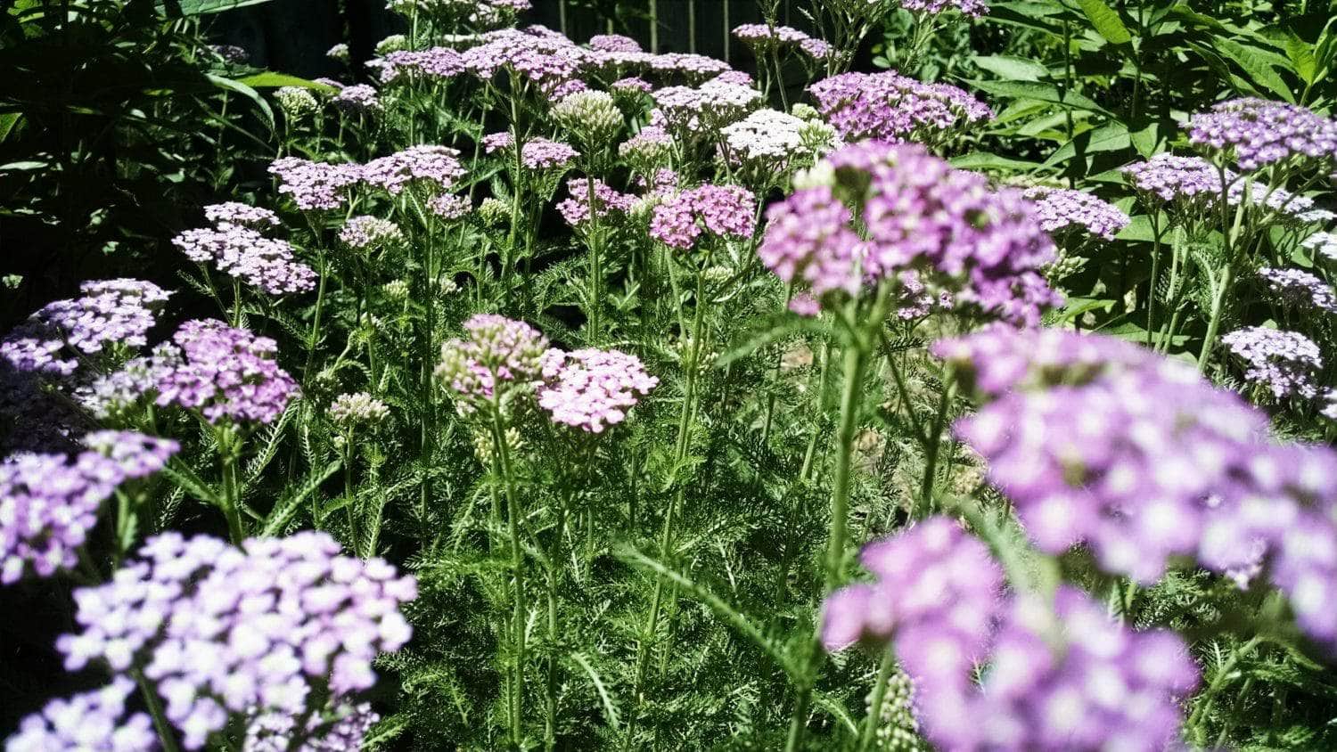 Clusters of purple, pink, and white yarrow flowers grow densely in a sunlit garden, surrounded by lush green foliage. The background is slightly out of focus, highlighting the flowers in the foreground.