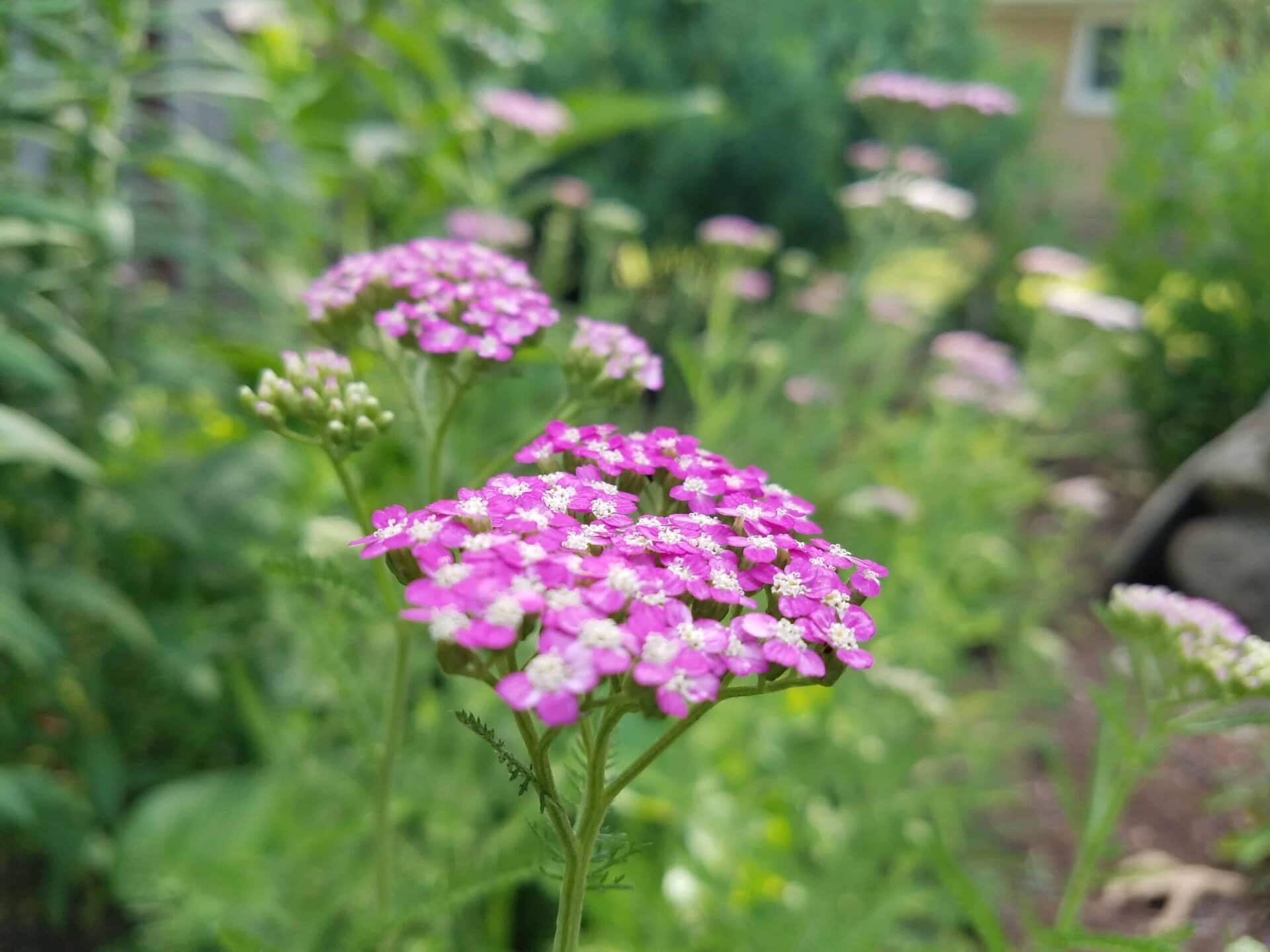 Close-up of a cluster of small, vibrant purple flowers in a garden with green foliage and a blurred house in the background.
