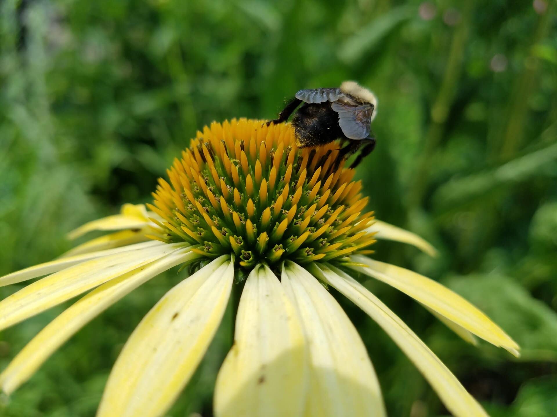 A bumblebee collects nectar on a yellow coneflower, with green leaves and blurred foliage in the background.