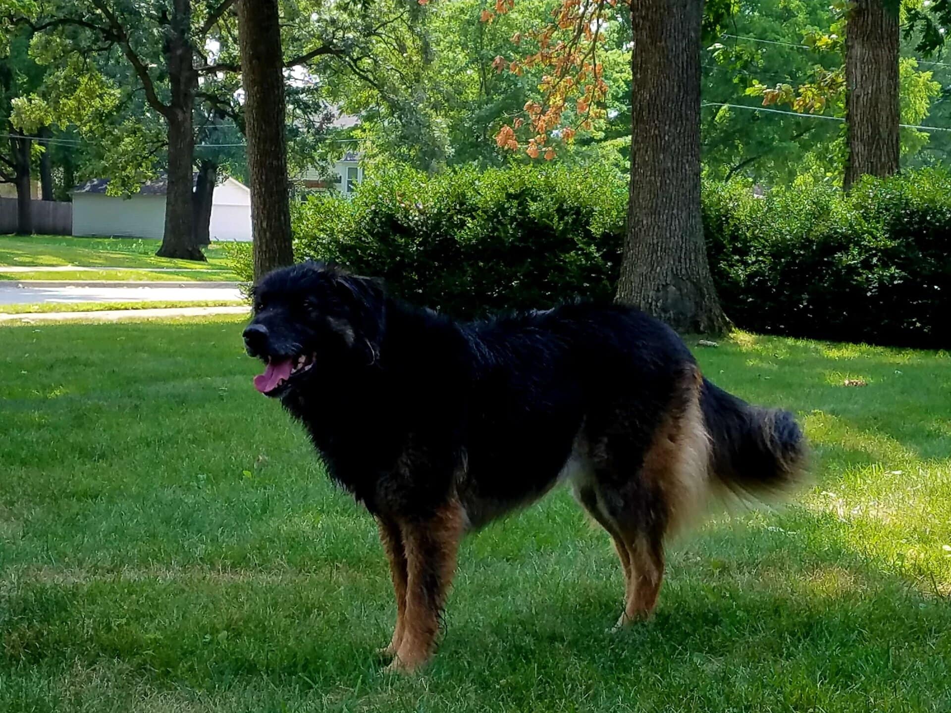 A large, fluffy black and brown dog stands on green grass in a shady park area, with trees and bushes in the background on a sunny day.