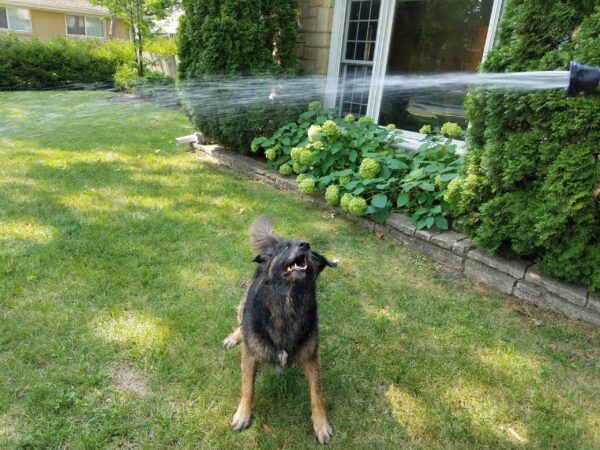 A happy dog stands on grass in a backyard, playfully biting at a stream of water sprayed from a hose near green bushes and a house window.