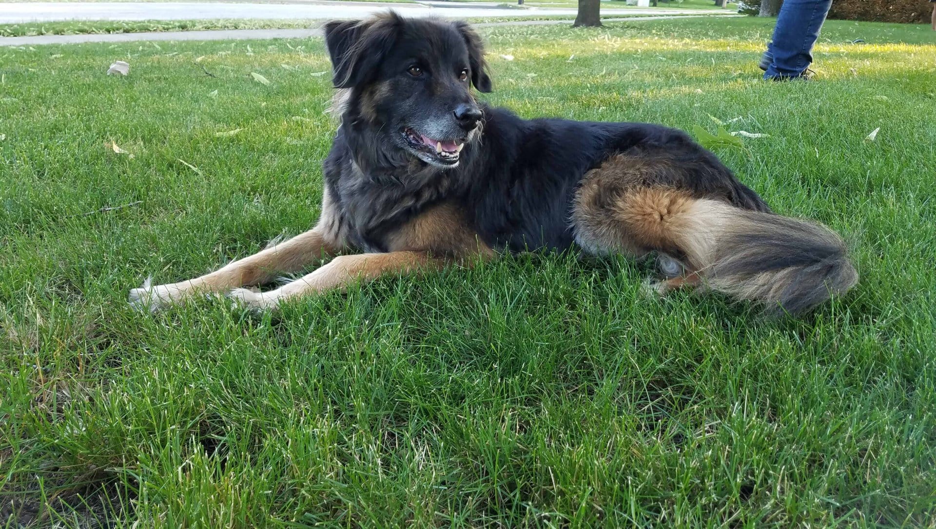 A large, fluffy black and tan dog is lying on green grass, looking to the side. Part of a persons legs and shoes are visible in the background.