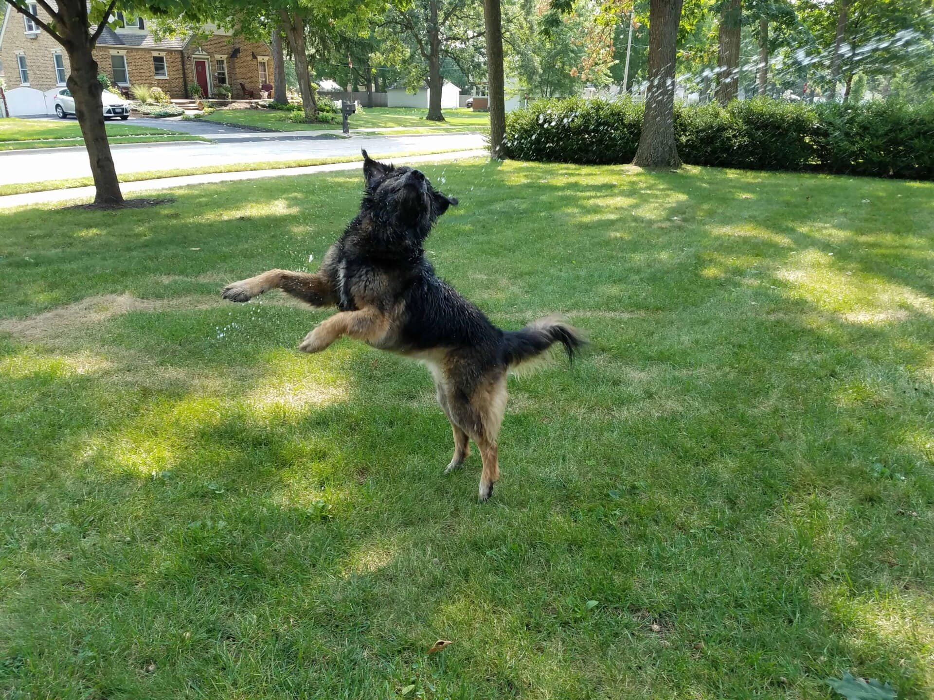 A dog jumps in the air on a grassy lawn, appearing to play in the spray of water from a sprinkler, with houses and trees in the background.